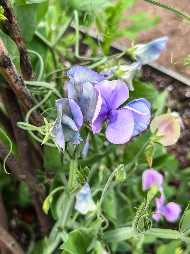 sweet peas flowering
