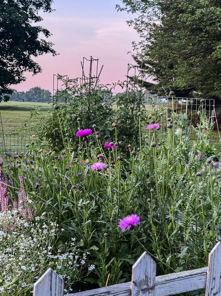 flowers in bloom in a garden with pink sky in the background