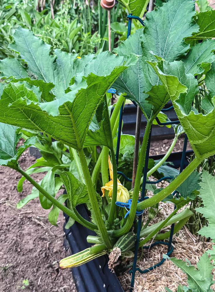 zucchini plant in the garden