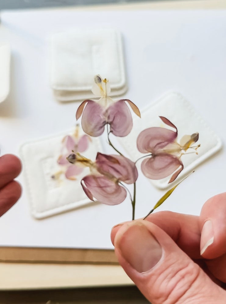 pressed bleeding heart flower in hand