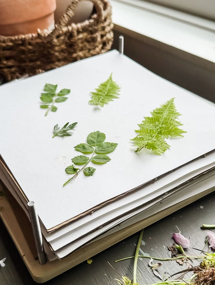 leaves in a flower press