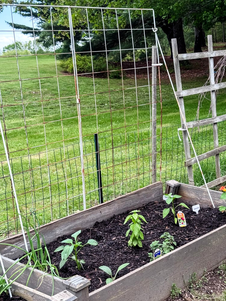 a raised garden bed and grid trellis with small pepper plants and herbs