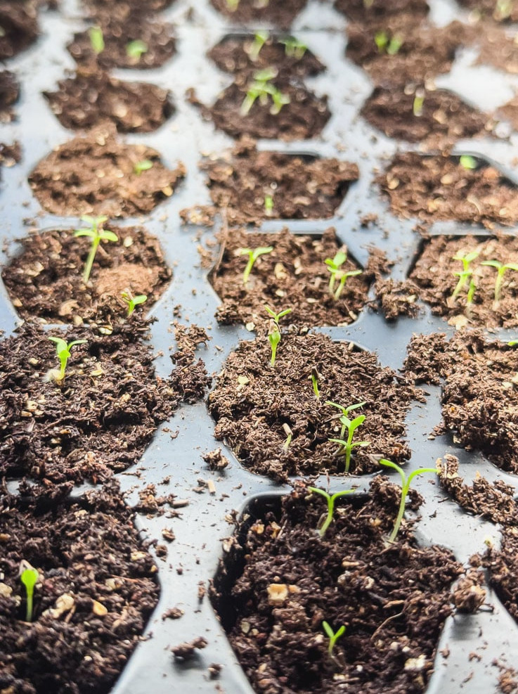seeds starting in seed trays